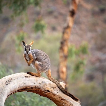 Arkaroola Wilderness Sanctuary Hotel Exterior foto
